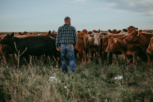 Alberta Cattle Prices Are Rising. Here’s Why We’re Staying Committed to Quality.