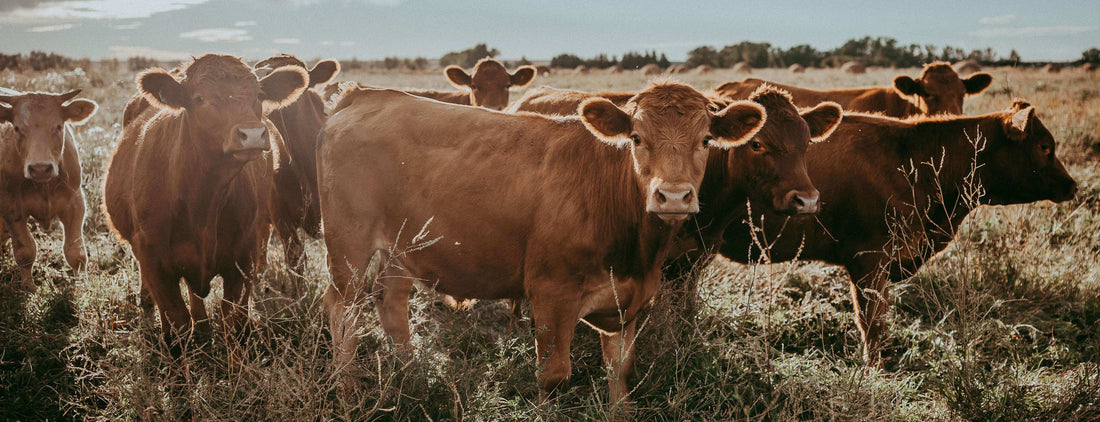 Vaccines, Antibiotics, and Hormones, Oh My!